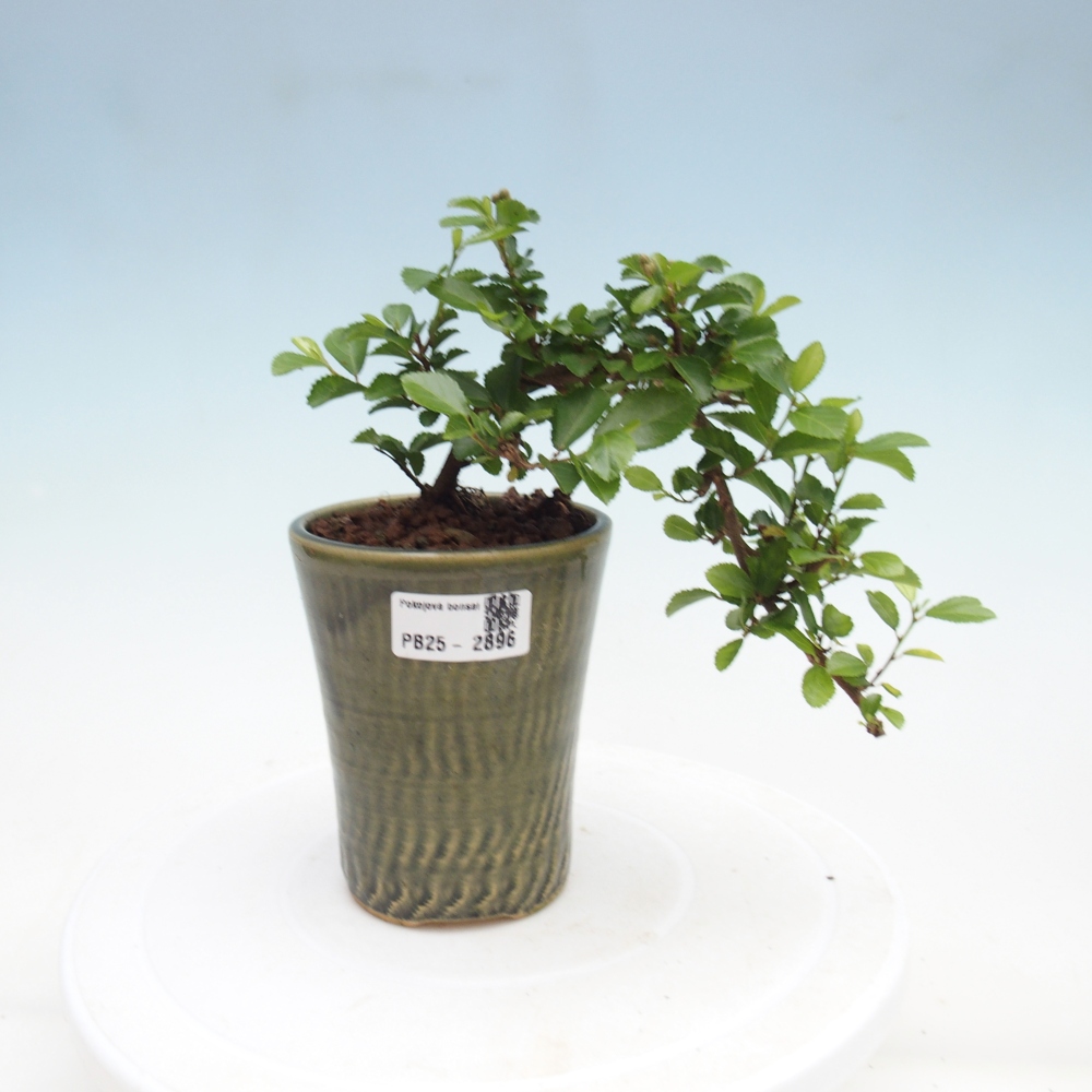 Indoor bonsai - Grewia occidentalis - Lavender star