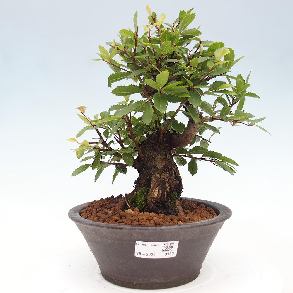 Outdoor bonsai - Zelkova - Zelkova serrata