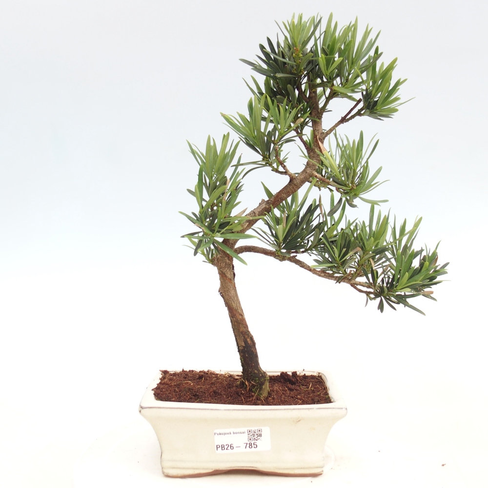 Room bonsai - Podocarpus - Stone Yew