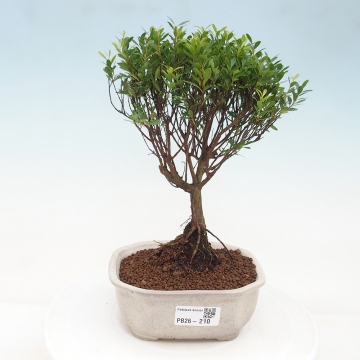 Room bonsai - Syzygium - Pimento - e-bonsai.com