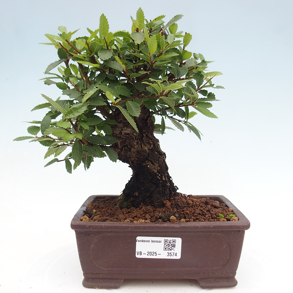 Outdoor bonsai - Zelkova - Zelkova NIRE