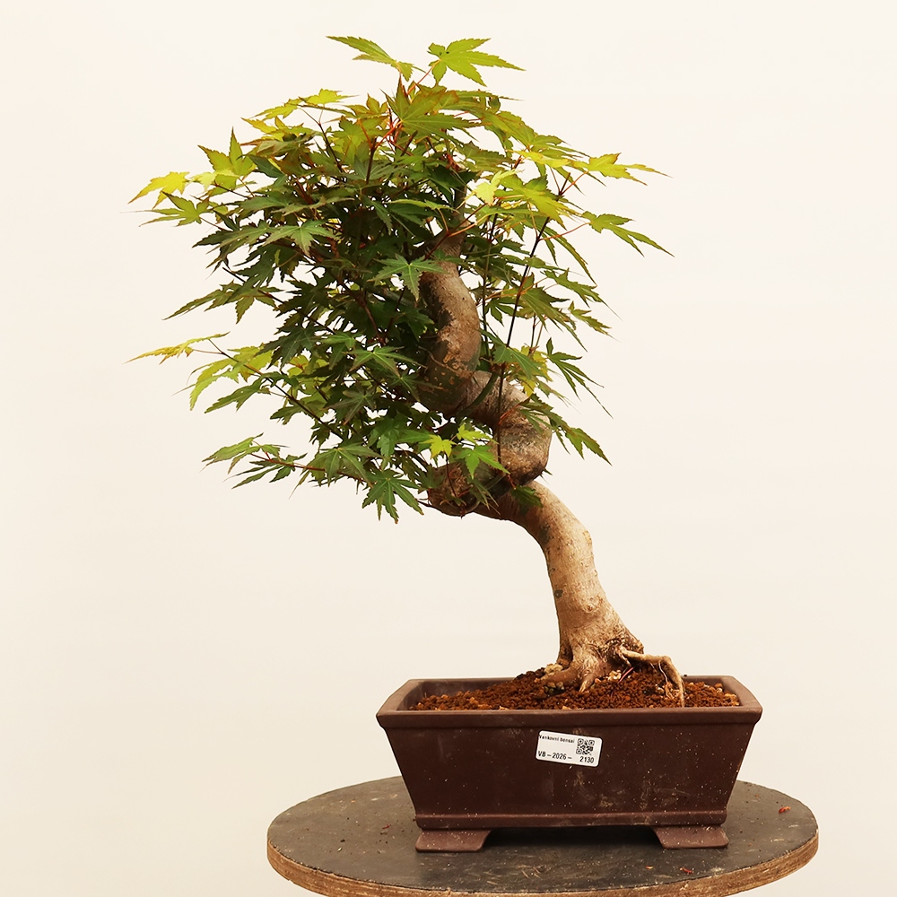 Outdoor bonsai - Maple palmatum - Palms