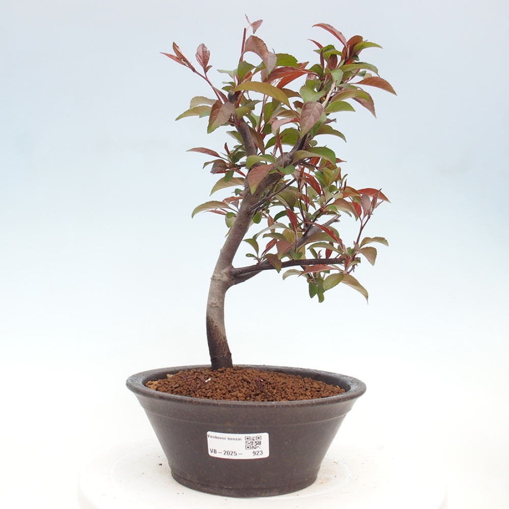 Outdoor bonsai - Malus domestica - Small-fruited red-leaved apple tree