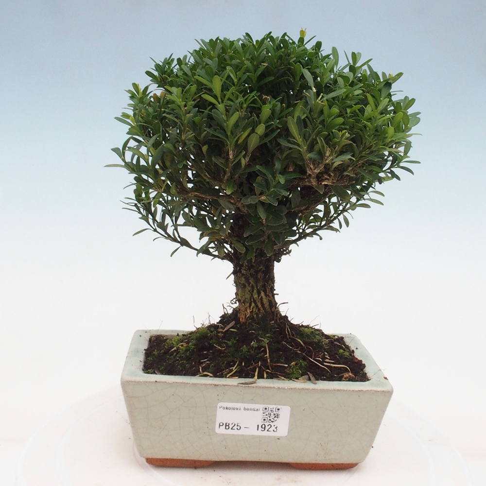 Indoor bonsai - Buxus harlandii - Cork boxwood