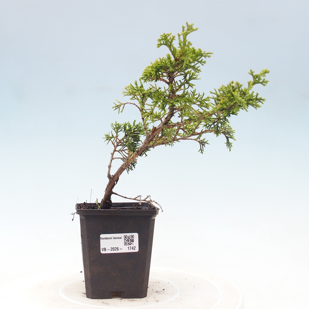 Outdoor bonsai - Juniperus chinensis Itoigawa