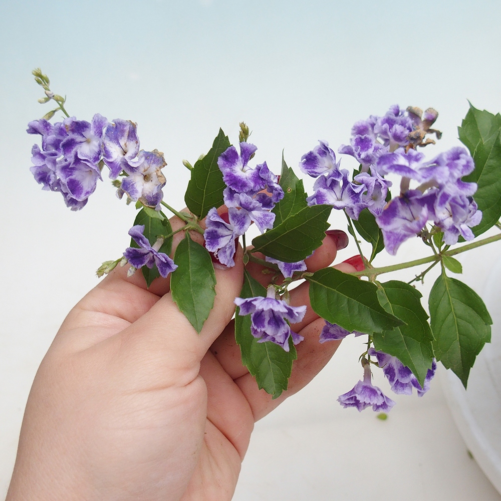 Room bonsai - Duranta erecta Aurea