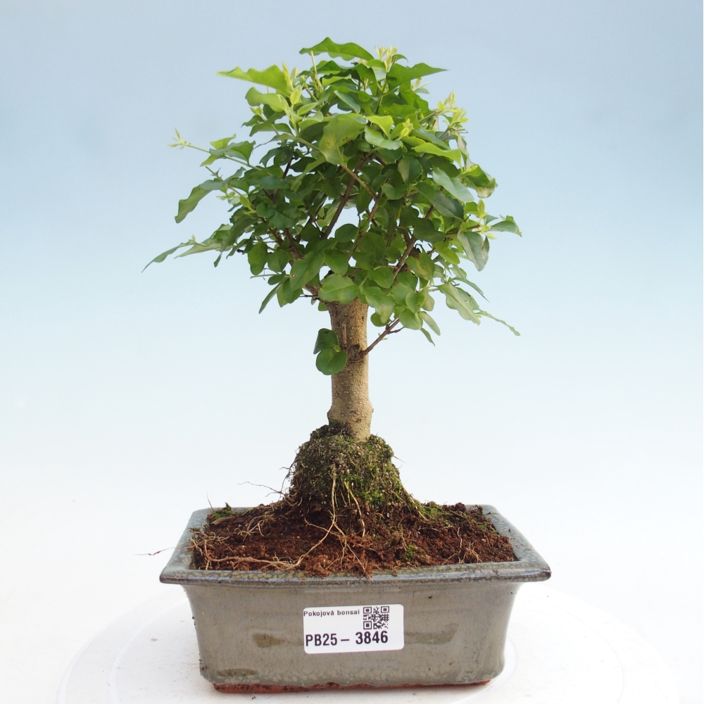 Room bonsai -Ligustrum chinensis - Birds Beak