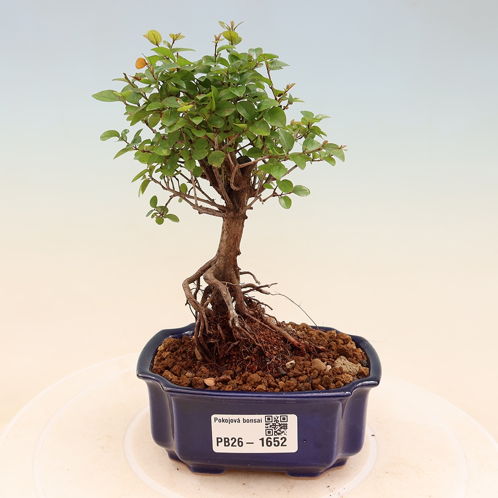 Room bonsai - Sageretia thea - Sageretia thea