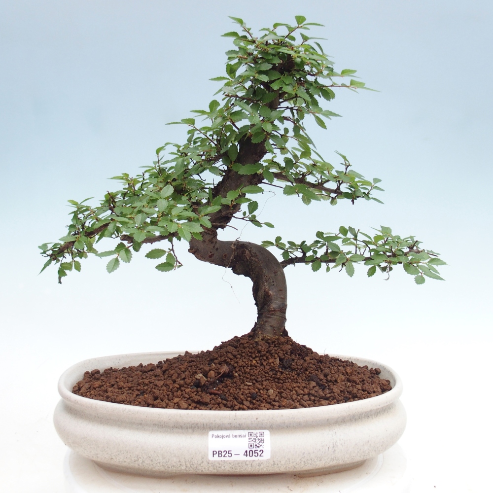 Room bonsai - Ulmus parvifolia - Small-leaved elm