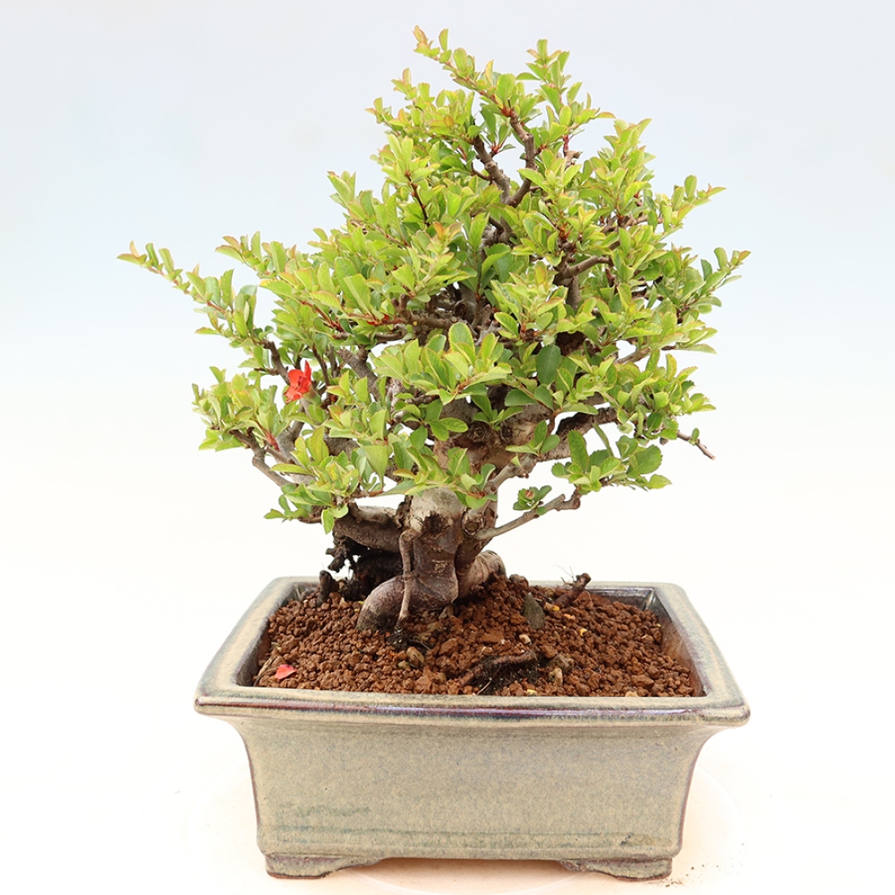 Outdoor bonsai - Chaneomeles speciosa Chojubai