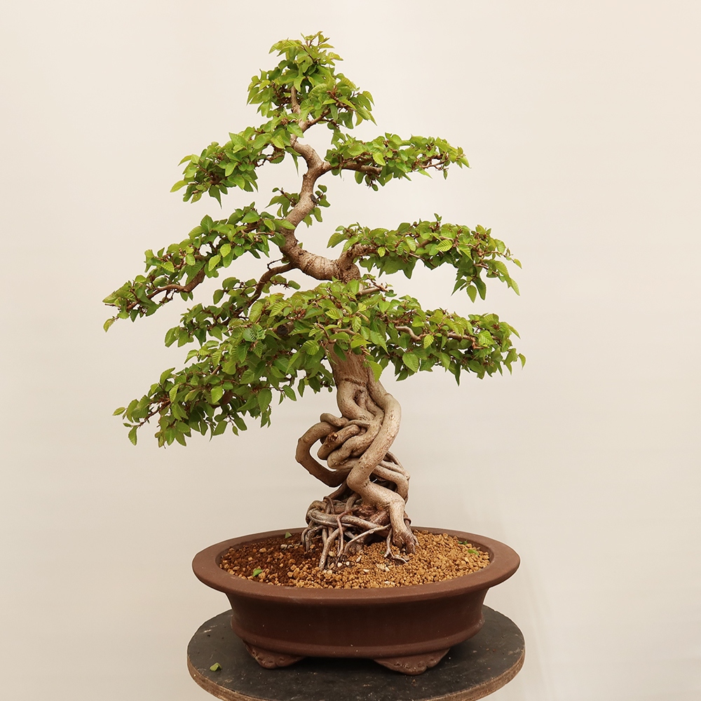 Outdoor bonsai - Carpinus Coreana - Korean hornbeam