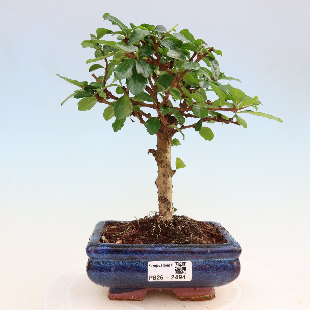 Room bonsai - Carmona macrophylla - Tea fuki