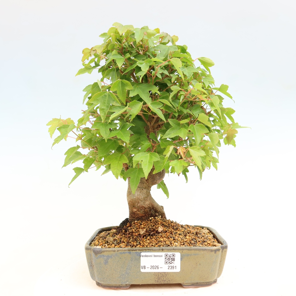 Outdoor bonsai - Maple Burger - Acer Burgerianum