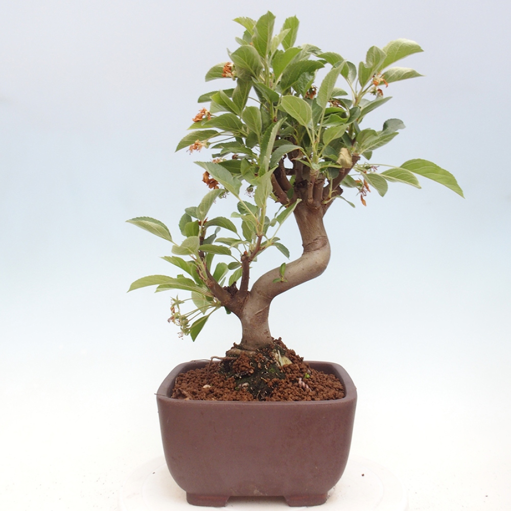 Outdoor bonsai - Malus halliana - Small-fruited apple tree