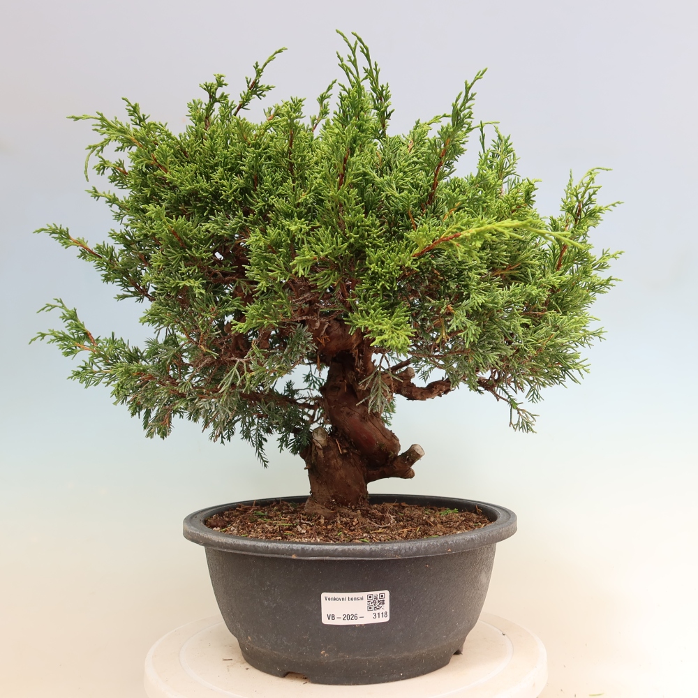 Outdoor Bonsai - Juniperus chinensis Itoigawa - Chinese Juniper