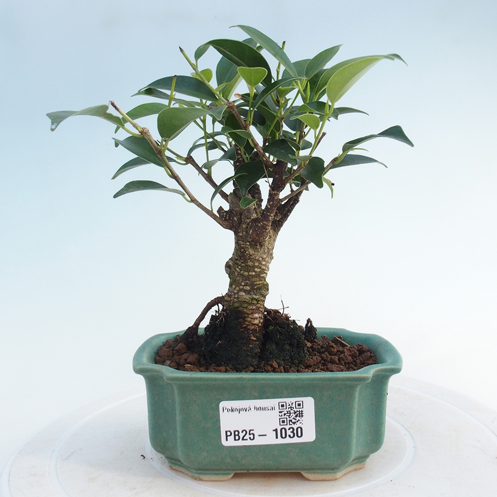 Indoor bonsai - Small-leaved ficus - Ficus kimmen