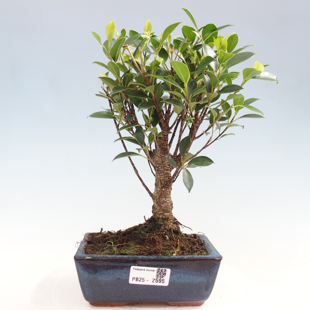 Indoor bonsai - Ficus retusa - small-leaved ficus