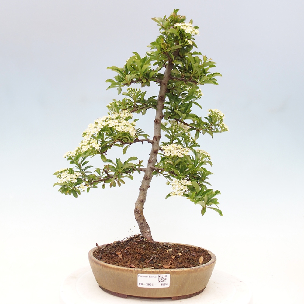 Outdoor Bonsai-Pyracanta Teton -Bakery