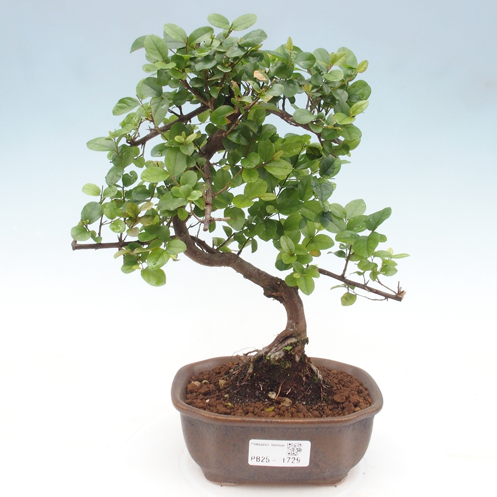 Indoor bonsai - Sagerécie thea - Sagerécie thea