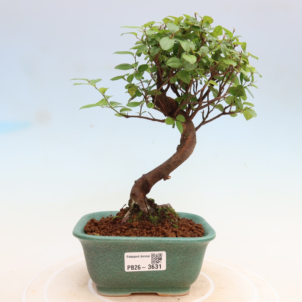 Room bonsai - Sageretia thea - Sageretia thea