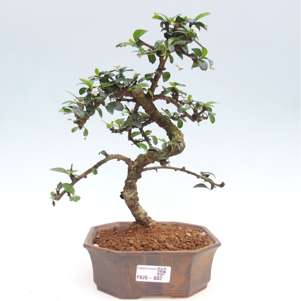 Room bonsai - Carmona macrophylla - Tea fuki