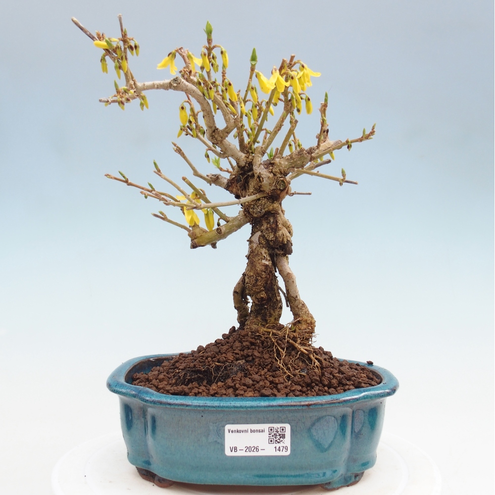 Outdoor bonsai - Zlatice - Forsythia koreana
