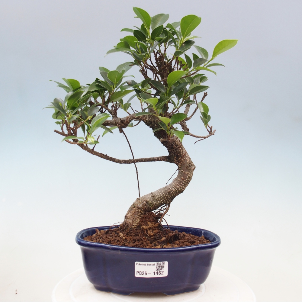 Room bonsai - Ficus retusa - small-leaved ficus