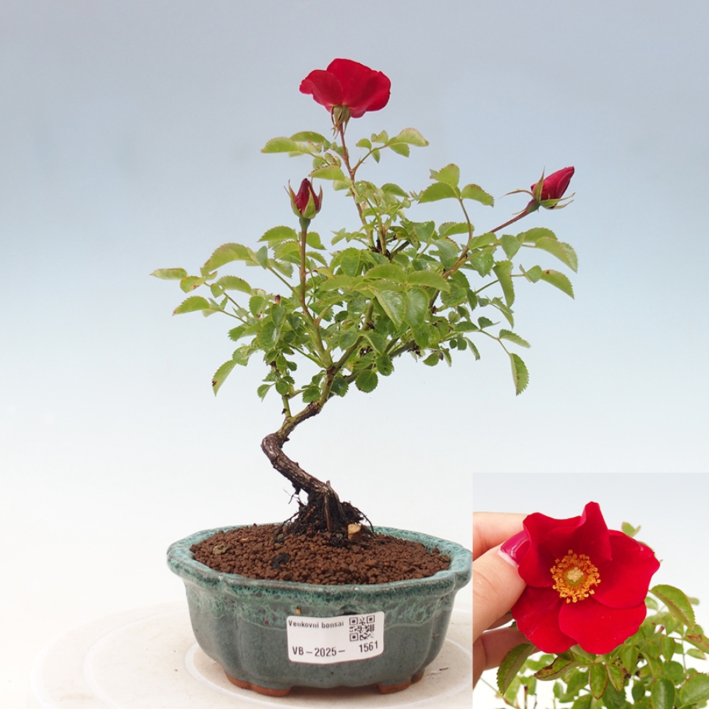 Outdoor bonsai - Rosa Kordes -  rose