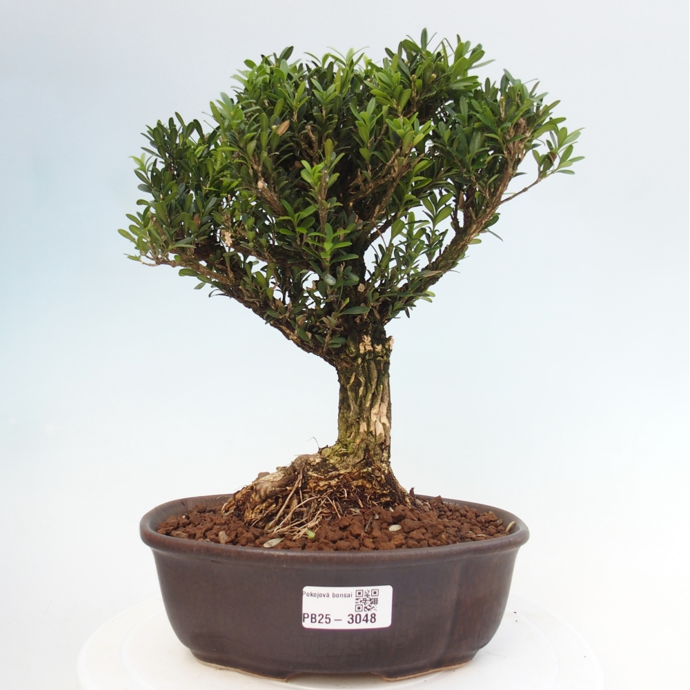 Indoor bonsai - Buxus harlandii - Cork boxwood