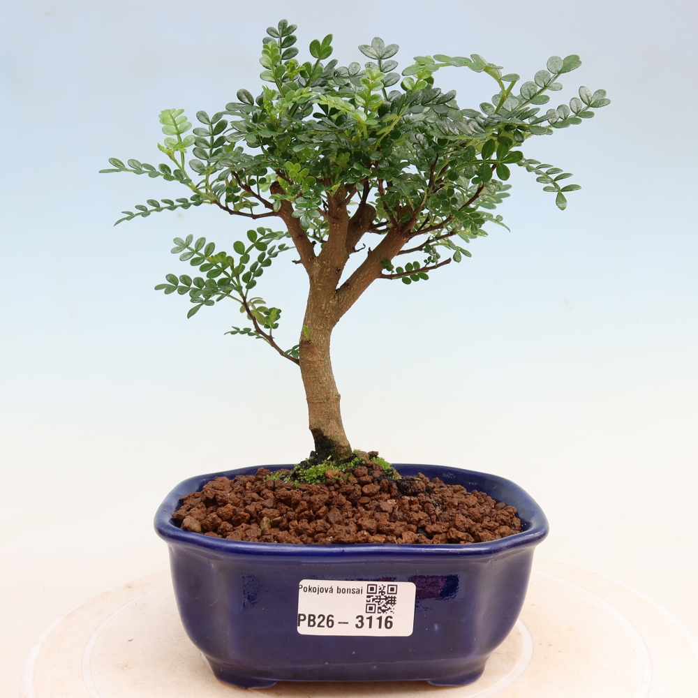 Room bonsai - Zantoxylum piperitum - pepper tree