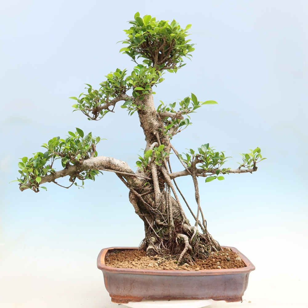 Room bonsai - Ficus kimmen - small-leaved ficus