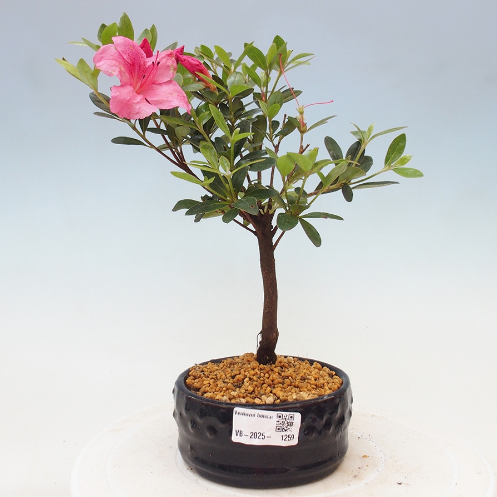 Outdoor bonsai - Japanese azalea - Azalea sp.