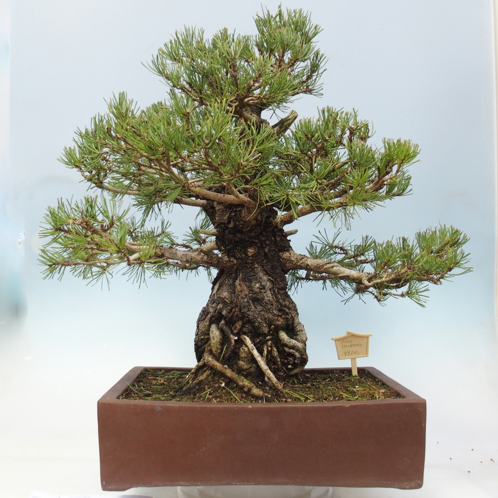 Outdoor bonsai - Pinus sylvestris - Pinus sylvestris