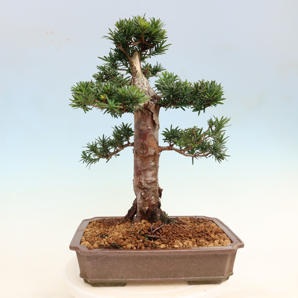 Outdoor Bonsai - Taxus cuspidata  - Japanese Yew