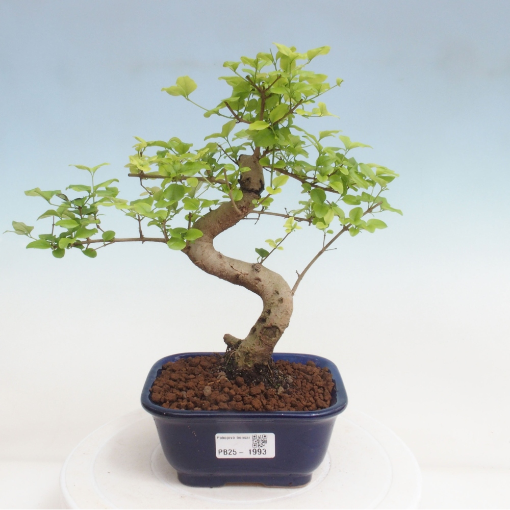 Indoor bonsai -Ligustrum chinensis - Bird's beak