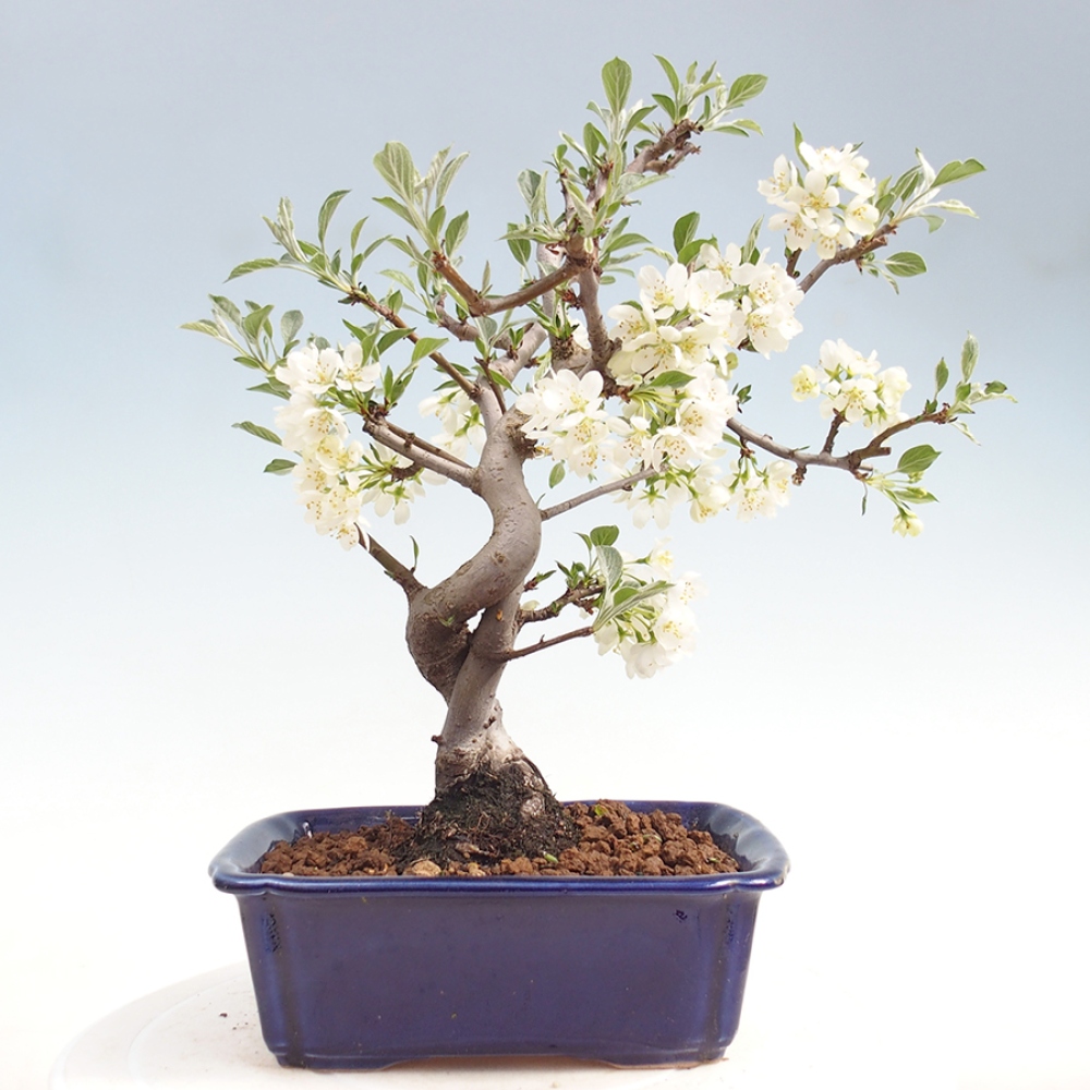 Outdoor bonsai - Malus sargentii - Small-fruited apple tree