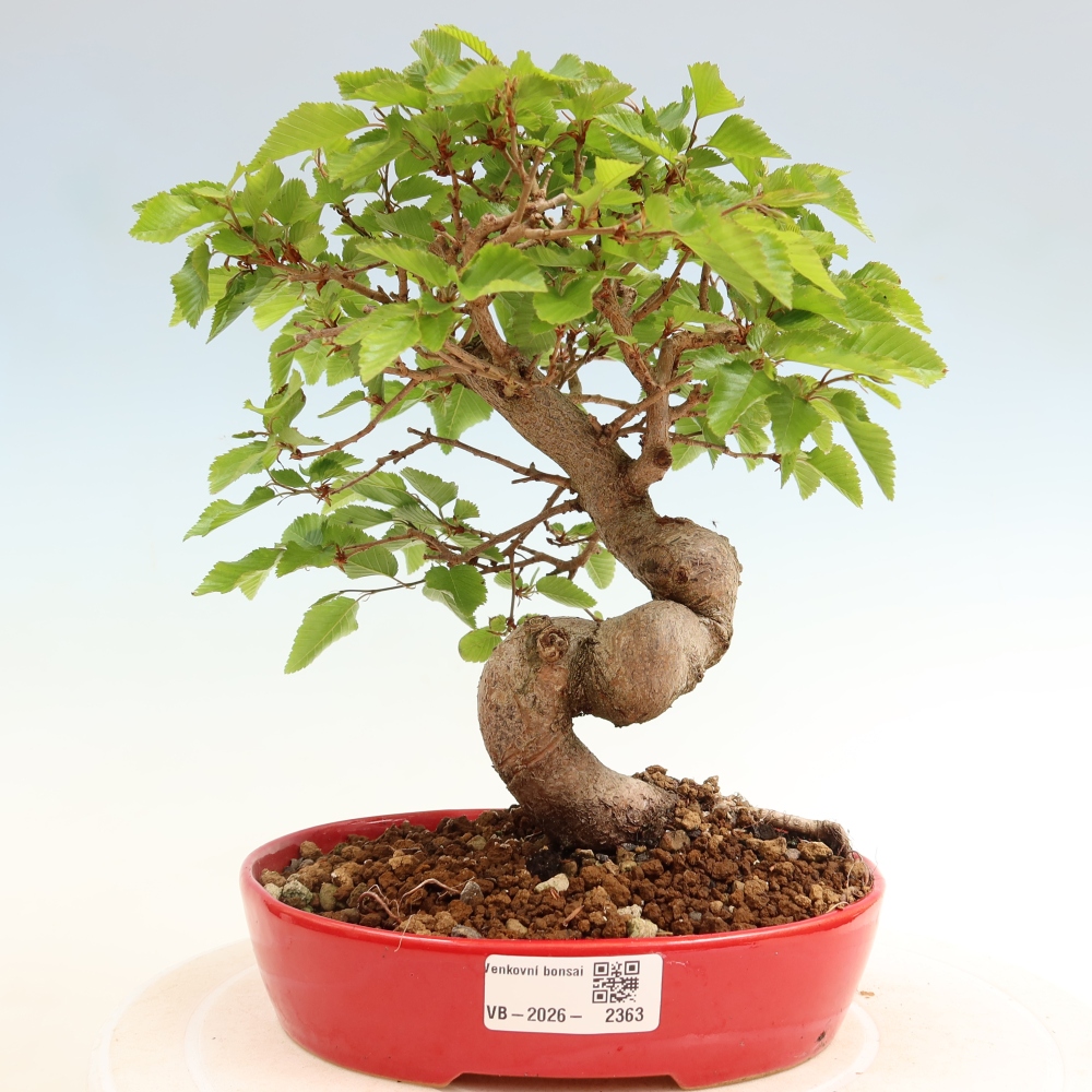 Outdoor bonsai -Carpinus coreana - Korean Hornbeam
