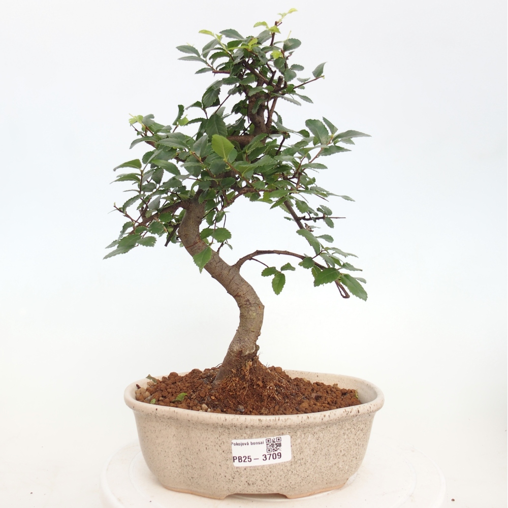 Room bonsai - Ulmus parvifolia - Small-leaved elm