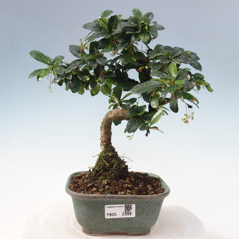 Indoor bonsai - Carmona macrophylla - Fuki tea