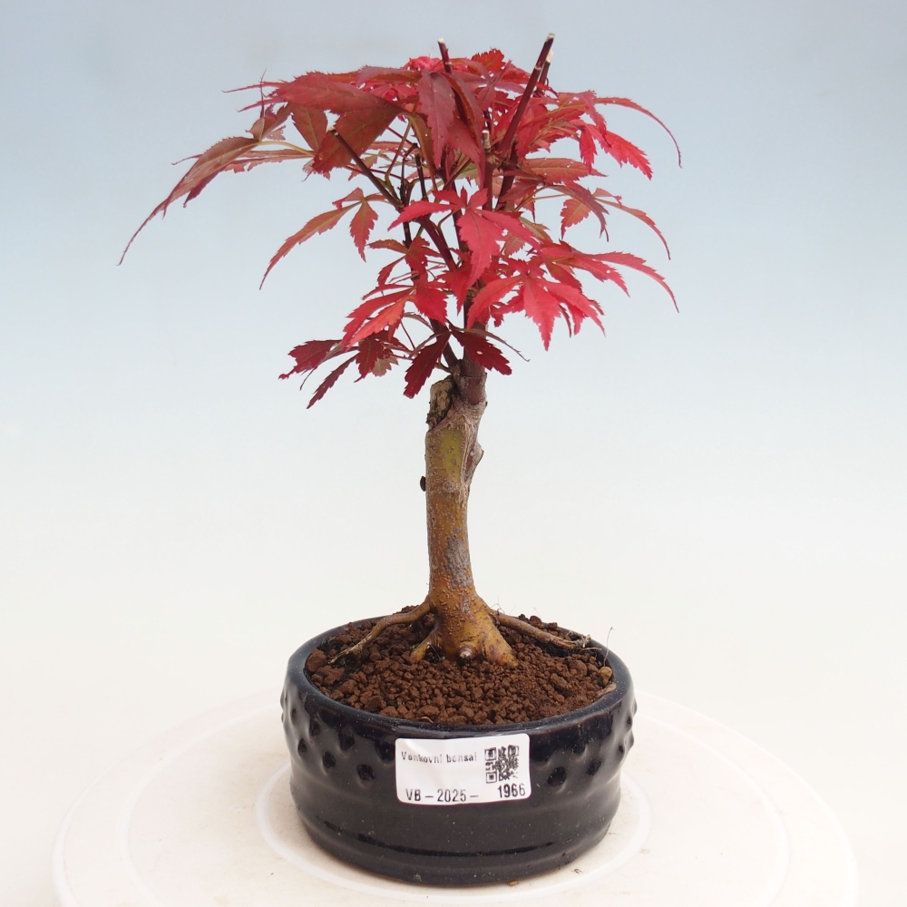 Outdoor bonsai - Acer palm. Atropurpureum-Palmleaf Maple