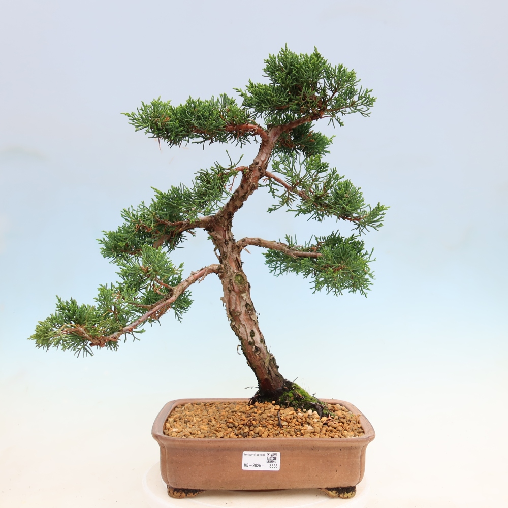 Outdoor bonsai - Juniperus chinensis Kishu