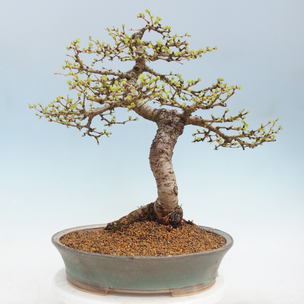 Outdoor bonsai -Larix decidua - Larch