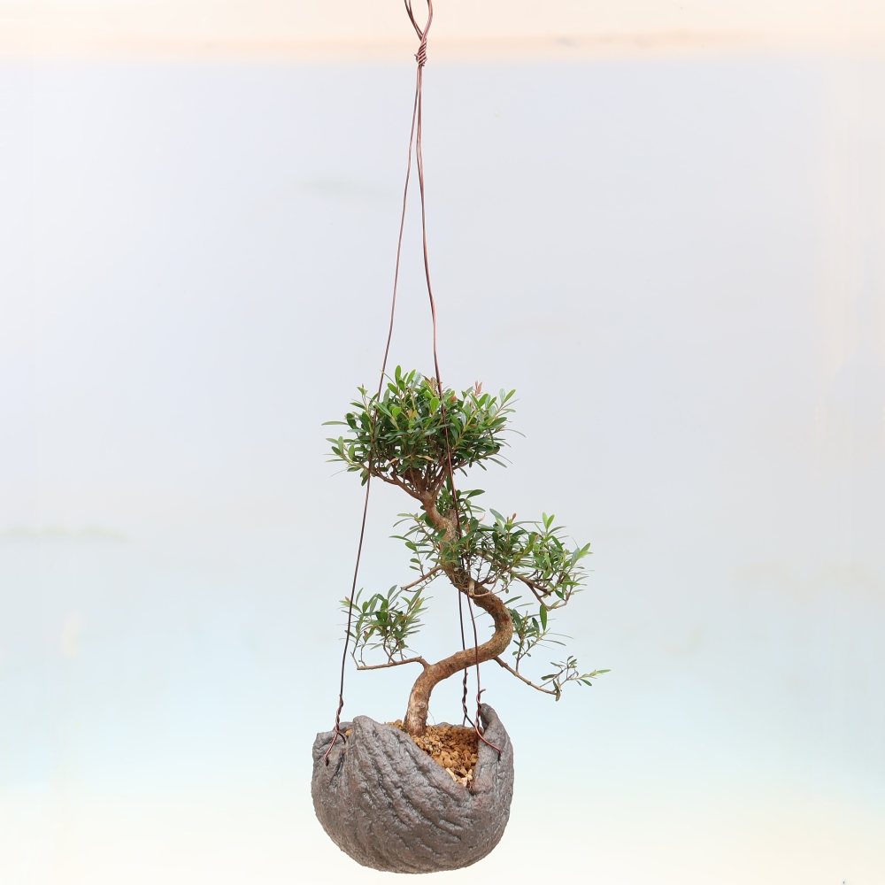 Kokedama in a Ceramic Pot - Syzygium - Pimento Tree