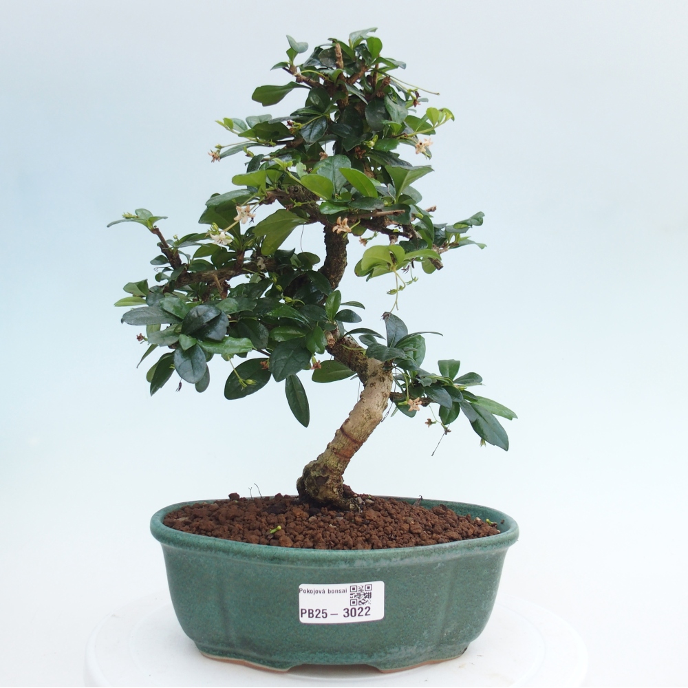 Room bonsai - Carmona macrophylla - Tea fuki
