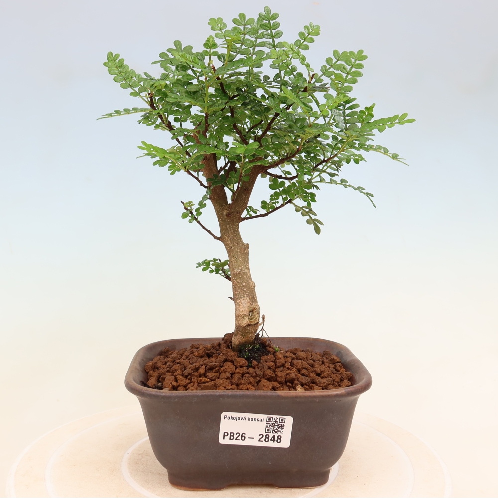Room bonsai - Zantoxylum piperitum - pepper tree