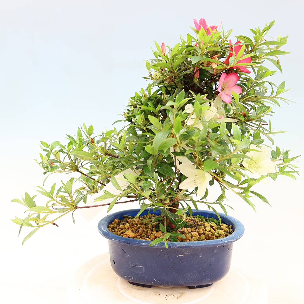 Outdoor bonsai - Japanese Azalea - Azalea Suigootome