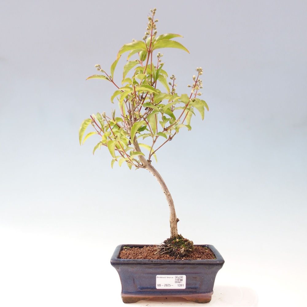 Outdoor bonsai - Deutzia scabra Candidissima - Trojpuk