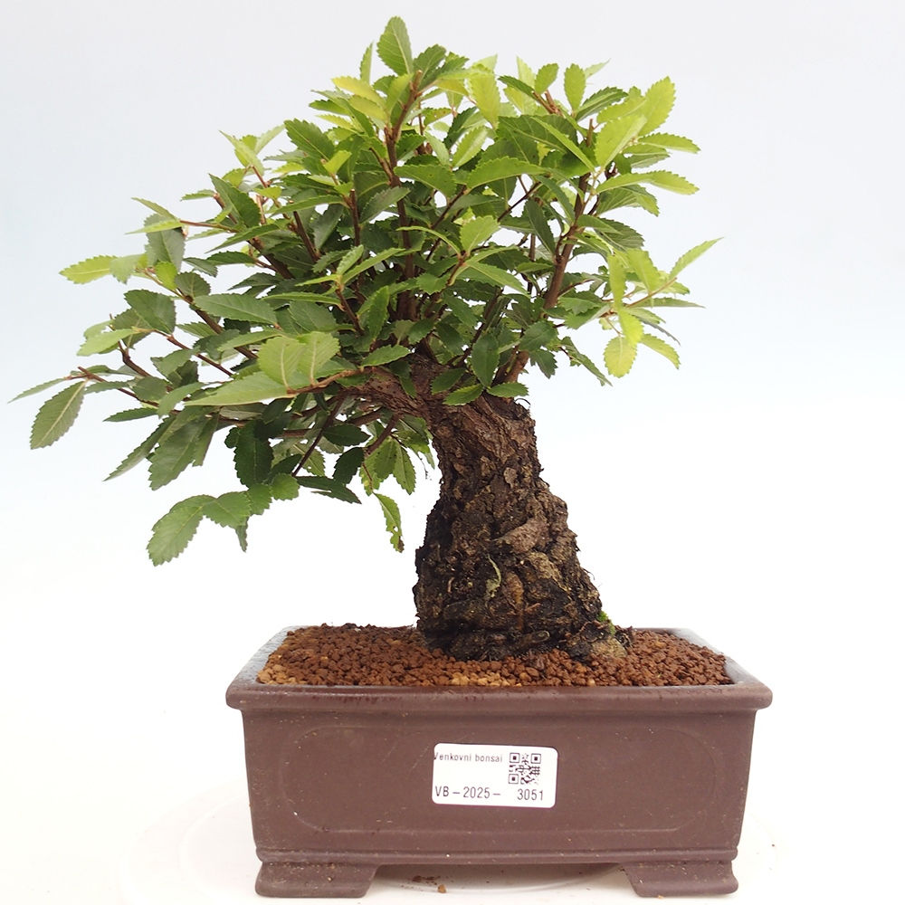 Outdoor bonsai - Zelkova - Zelkova serrata