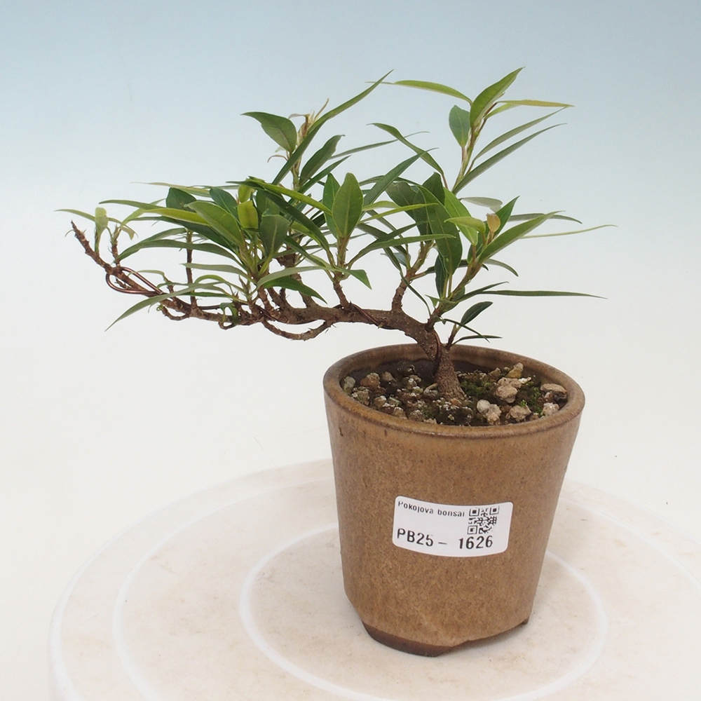 Indoor bonsai - Ficus nerifolia - small-leaved ficus