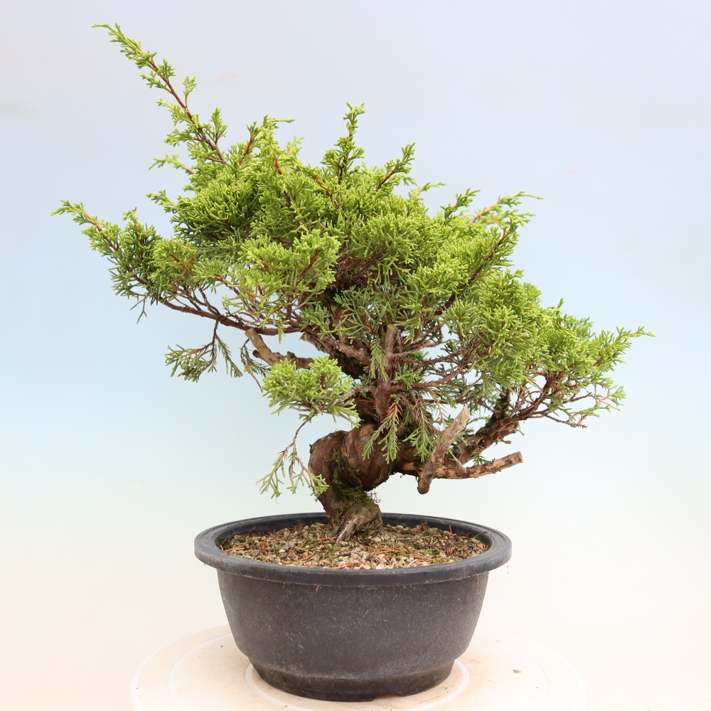 Outdoor Bonsai - Juniperus chinensis Itoigawa - Chinese Juniper